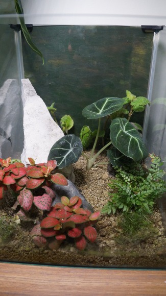 Den Platz im Terrarium fülle ich mehr mit Pilea involucrata