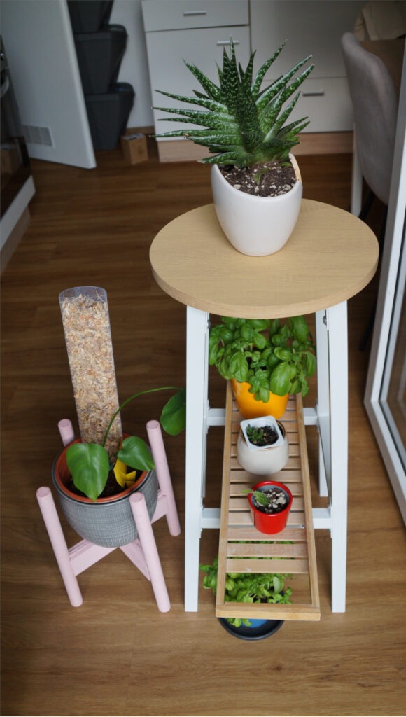 Barhocker als Pflanzenständer mit Basilikum, Gasteria und Drachenfruchtkaktus
