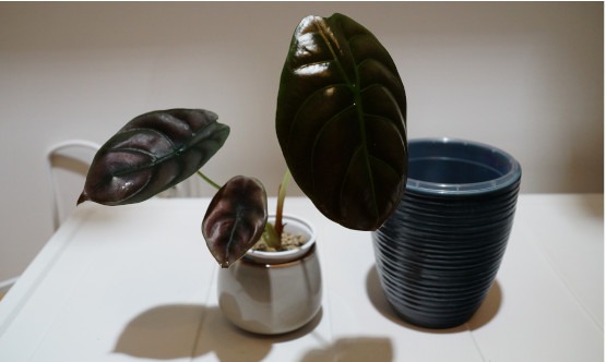 Alocasia Cuprea wird umgetopft in blauen Orchideentopf