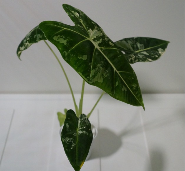 mittelgroße Alocasia Frydek variegata