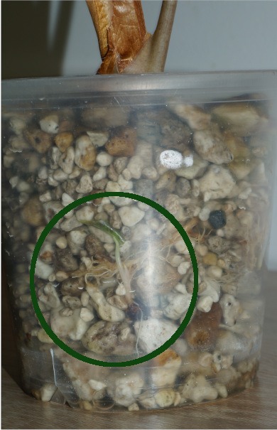 Winziges ausgetriebenes Rhizom im Substrat vergraben