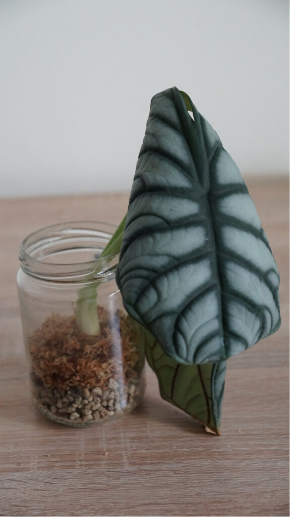 Alocasia Silver Dragon in Moos mit Bimsschicht