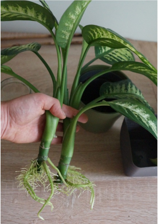 in Wasser bewurzelte Kopfstecklinge von Dieffenbachia