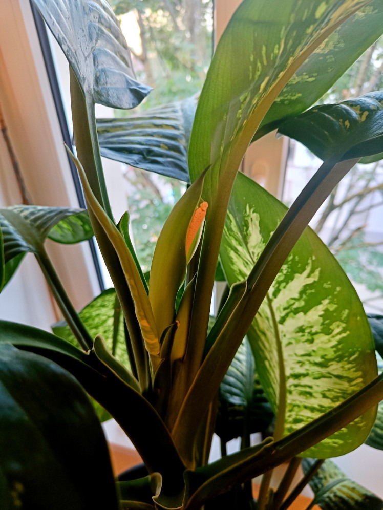 Blüte einer Dieffenbachia als Zimmerpflanze