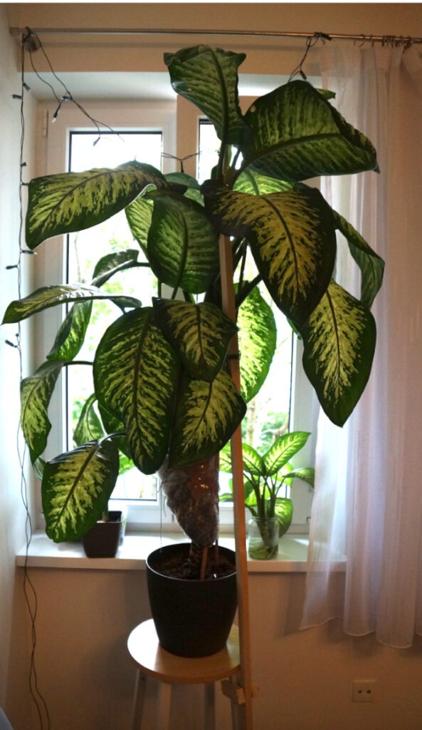 Abmoosen von Dieffenbachia mit kahlem Stamm