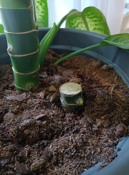 Neue Triebe im großen Topf mit Dieffenbachia