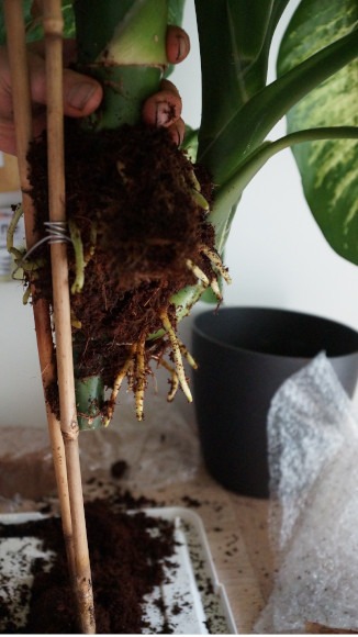 Wurzeln am Stamm der Dieffenbachia