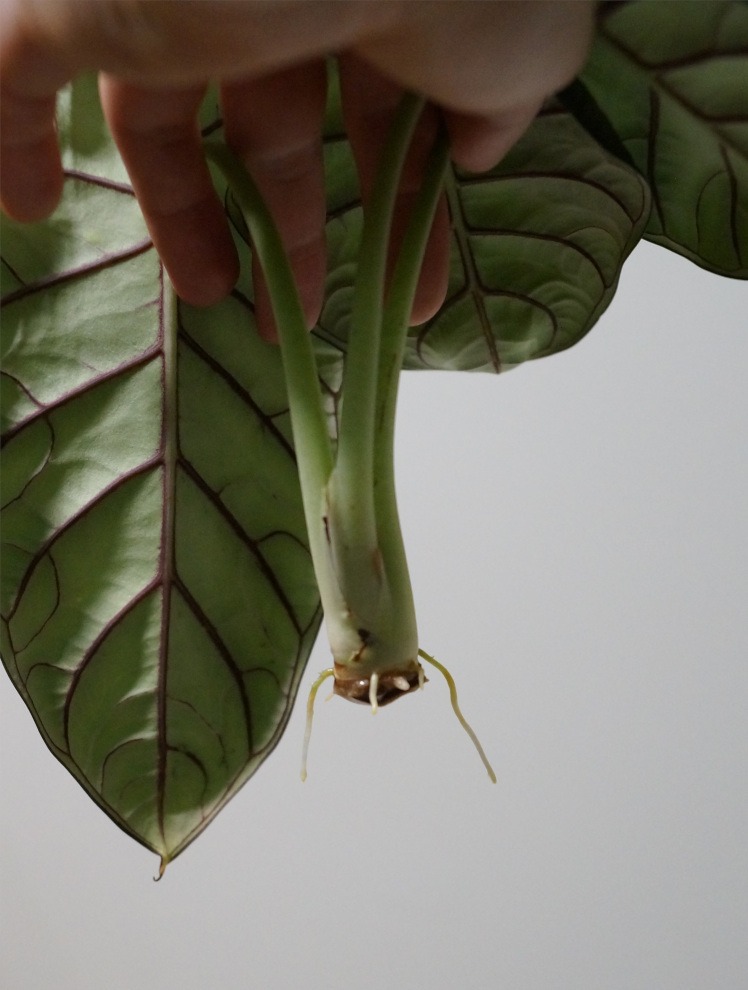 in Wasser bewurzelte Alocasia Silver Dragon