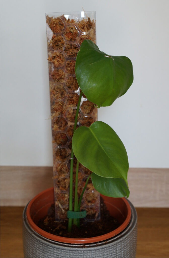 Steckling von Monstera Deliciosa an Moosstab