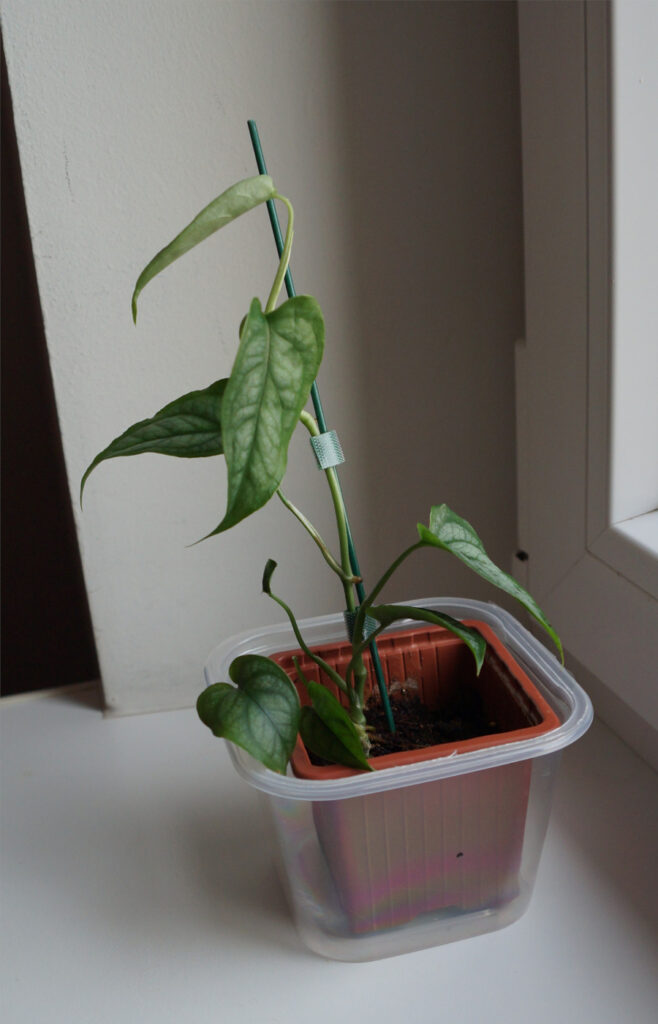 Monstera siltepecana am Fenster