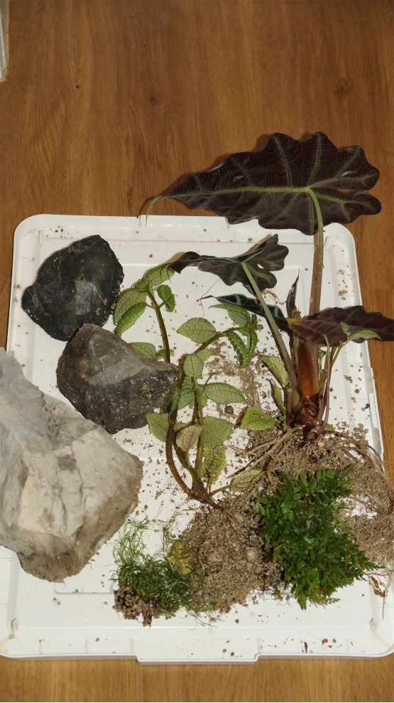 Pflanzen aus dem Terrarium entfernt
