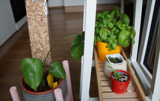 Monstera neben Ständer mit Basilikum