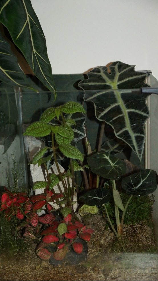 Terrarium mit großer Alocasia Polly und Pilea involucrata