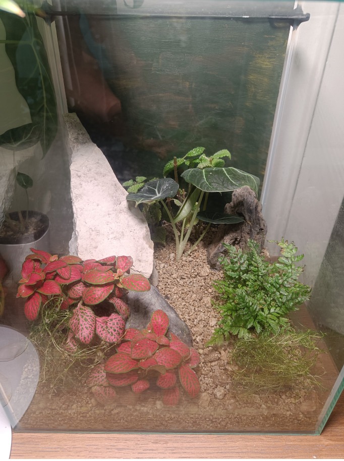 Iwa-Gumi-Terrarium neu eingerichtet