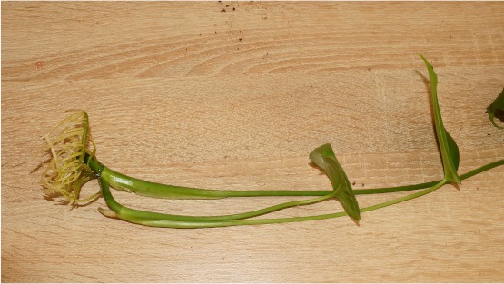 bewurzelter Steckling von Monstera Deliciosa
