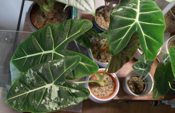 die Panaschierung von Alocasia FRydek lässt bei wenig Licht nach