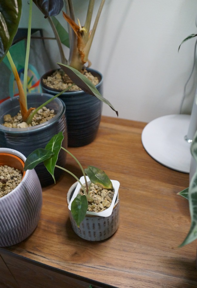 braunes Blatt an Alocasia Polly
