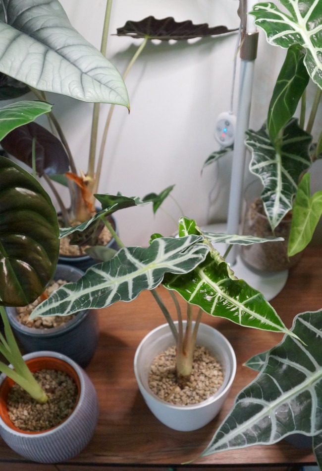 frisches hellgrünes Blatt an Alocasia Polly