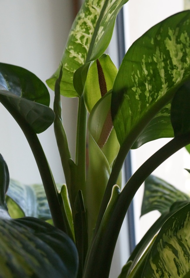 zwei Blüten an Dieffenbachia seguine