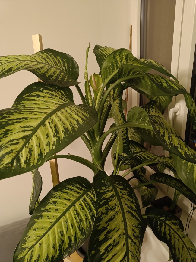 Blüte einer Dieffenbachia im August
