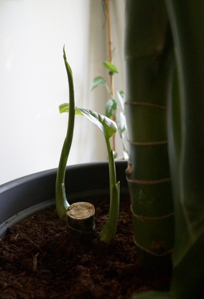 neue Triebe an Stumpf von Dieffenbachia seguine
