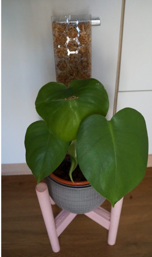 kleine Monstera deliciosa an Moosstab