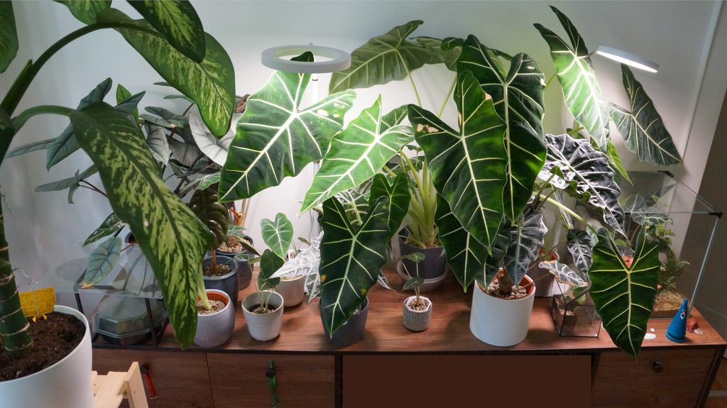 Unterschiedliche Alocasien im Wohnzimmer