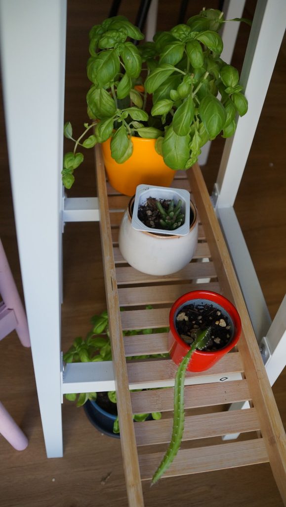 Pflanzenständer mit Basilikum und Drachenfruchtkaktus