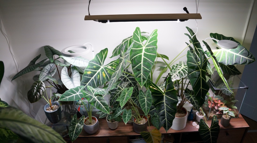 Alocasien auf Sideboard mit Pflanzenlampen