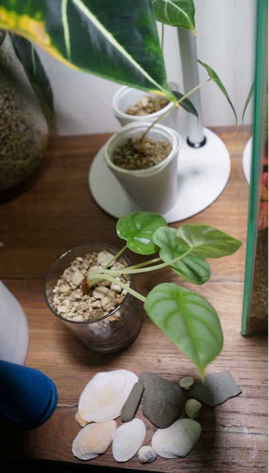 Alocasia Silver Dragon auf Regal
