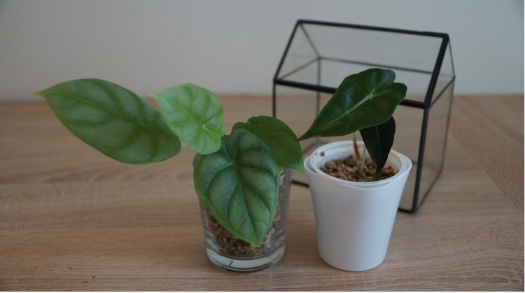 Alocasia Silver Dragon in Glas mit Semihydro
