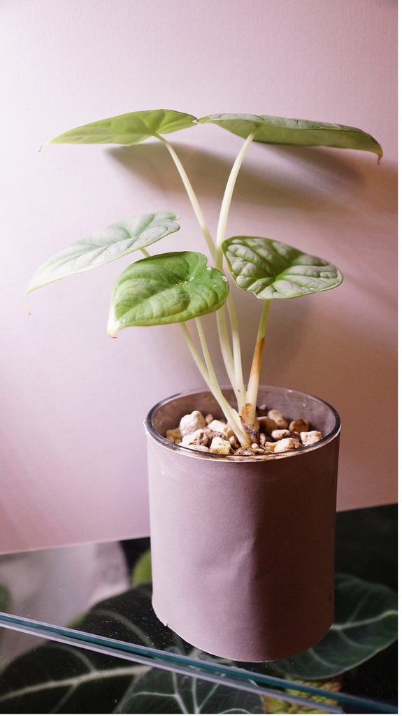 Alocasia Silver Dragon Jungpflanze