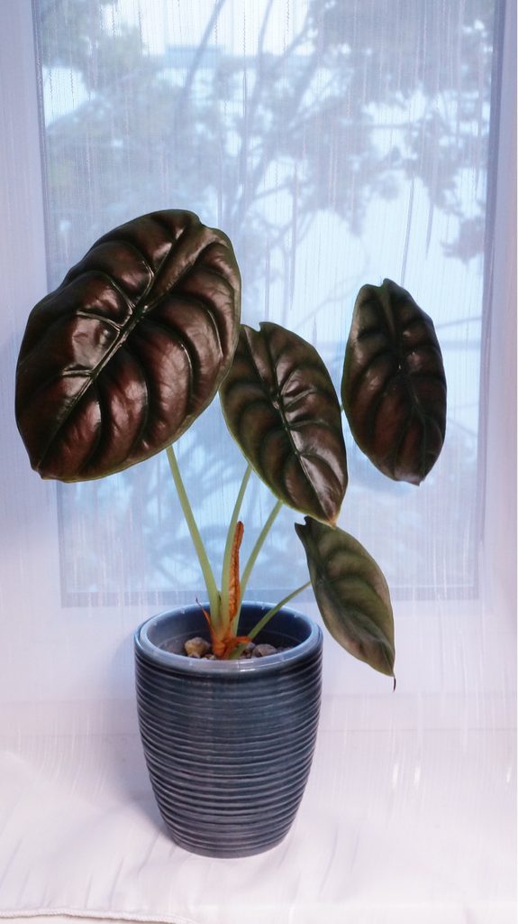 Alocasia Cuprea in petrolfarbenem Orchideentopf