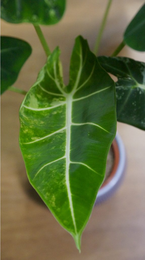 Alocasia Frydek varigata mit Holz-Hintergrund
