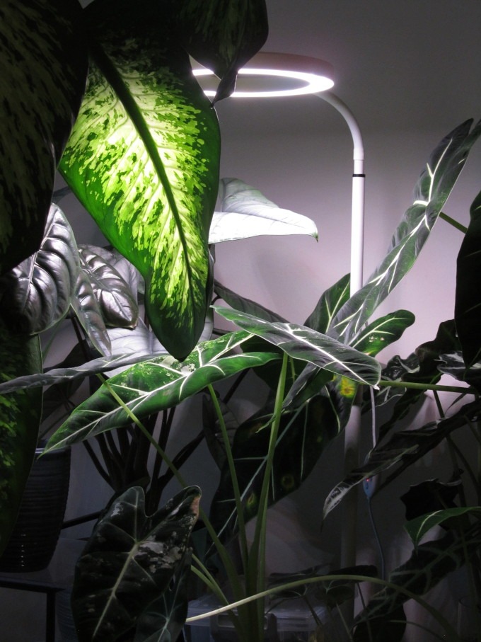 alocasia frydek varigata unter pflanzenlampe
