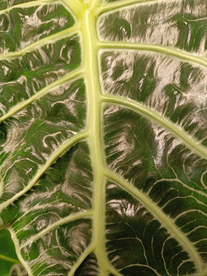 alocasia sanderiana polly blattoberfläche