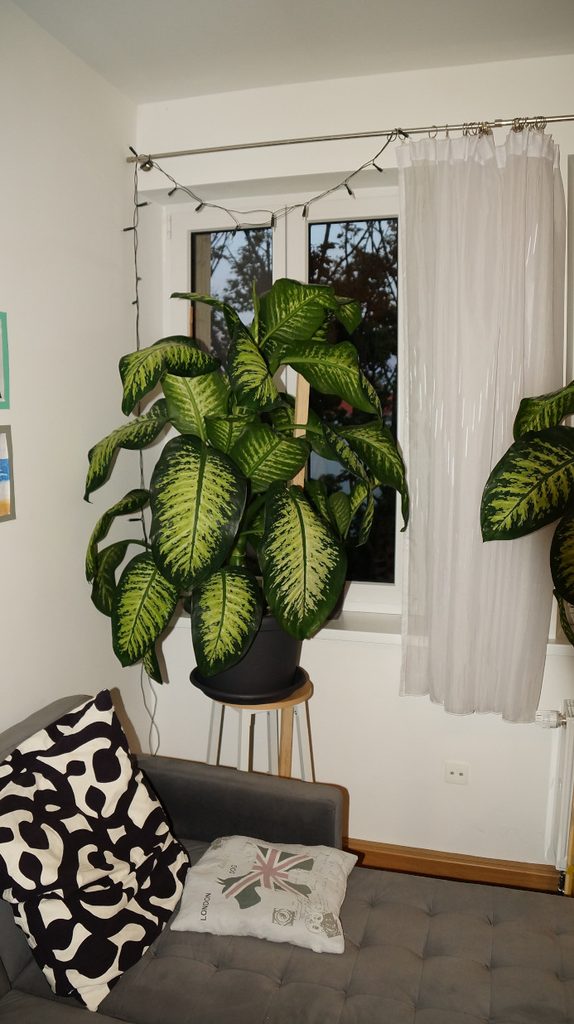 große buschige Dieffenbachia seguine Tropic Snow