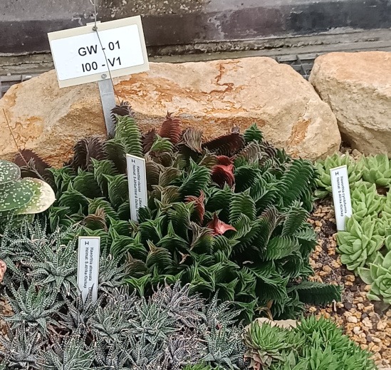 Grün und rot bei der Haworthia viscosa